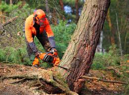 Reliable Council Bluffs, IA Tree Care Services Solutions